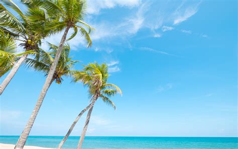 Download Wallpapers Tropical Island Palms Beach Ocean Summer Wind