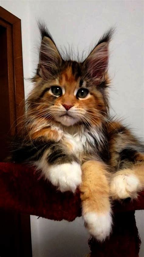 My 4 fluffsketeer kittens are now up for adoption. Maine Coon Cat For Adoption Near Me - Baby Kittens Video