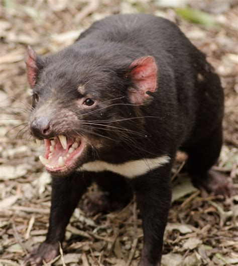 Tasmanian devils are the largest carnivorous marsupial. Sydney's Corner: The Tasmanian Devil