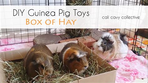 Diy Guinea Pig Toys Box Of Hay Youtube