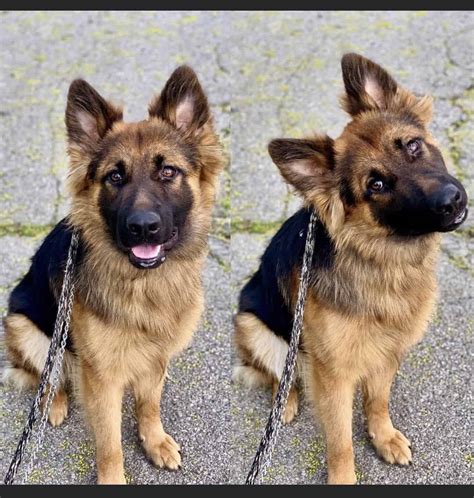 Long Coat German Shepherd Puppies