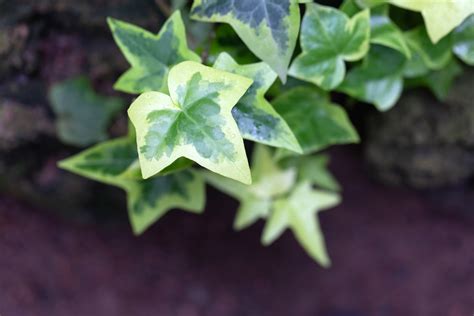 How To Grow Algerian Ivy Hedera Canariensis The Habitat