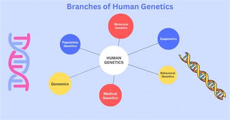 Branches Of Human Genetics In Biological Anthropology Anthroholic