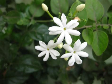 14 Types Of Jasmine Flowers 2 And 5 Smell The Best