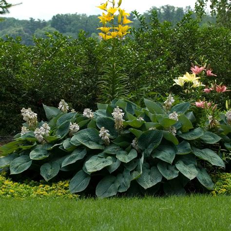 Crin De Toamna Hosta Sieboldiana Elegans 1buc Planterraro Viata Pe