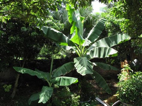 Choose your favorites in terms of flower and leaf color, how the plant drapes. Banana plant, North Vietnam | Feedipedia