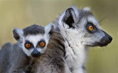 Berenty Lodge holiday accommodation in Madagascar, Africa | Wildlife ...