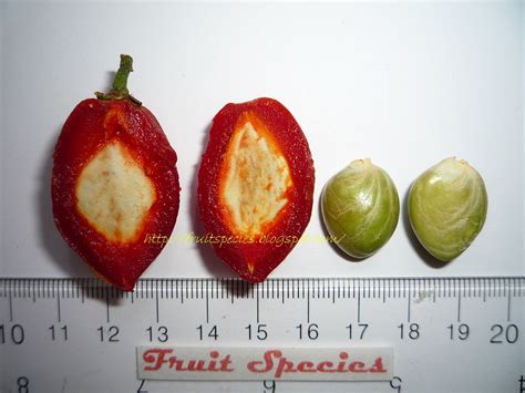 Fruit Species Peanut Butter Fruit