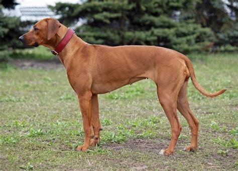 Rhodesian Ridgeback Dog Breed Facts Highlights And Buying Advice