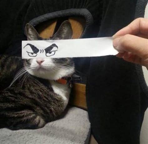 23 Photos Of Cats With Funny Anime Eyes