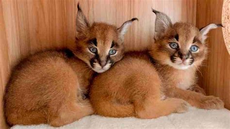 Caracat El Caracal Doméstico Con Apariencia De Lince Smylepets