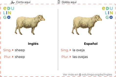 Plural De Sheep En Ingles Sowin