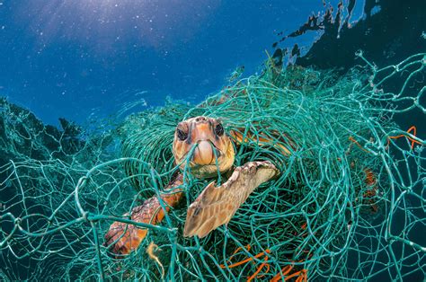 For Animals Plastic Is Turning The Ocean Into A Minefield