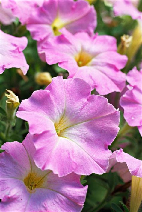 7 Of The Most Fragrant Annual Flowers To Fill Your Garden With Sweet
