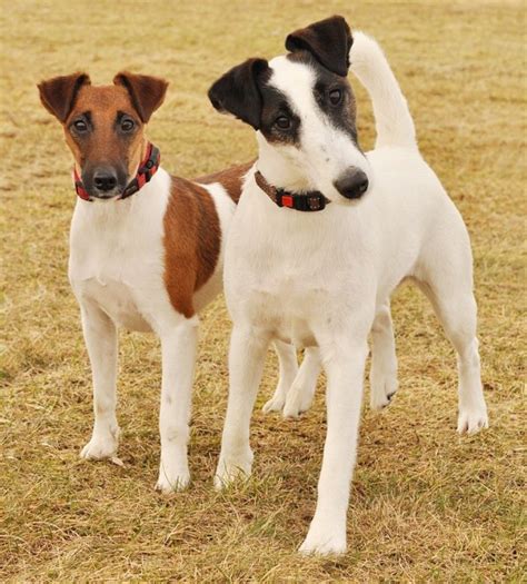 Get To Know The Smooth Fox Terrier One Confident Dog