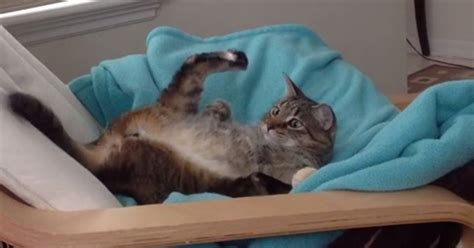 Cat Vs Its Own Tail Video Huffpost Uk