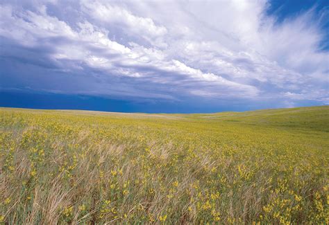 How To Save Our Grasslands