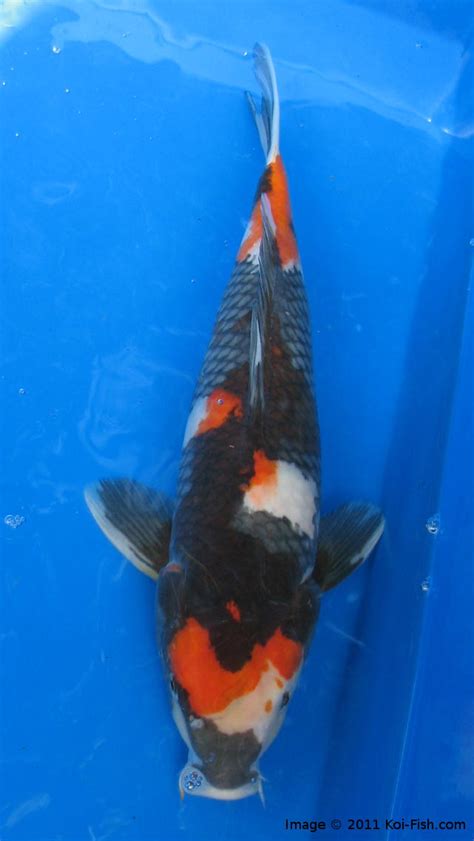 Showa | Koi Fish Information