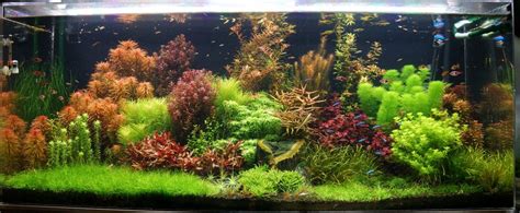 Planted aquascapes take a lot of knowledge and patience to put together. Aquascape Awards: 'Dutch Jungle' by Mark Crow | Acquario ...
