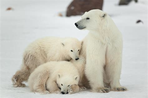 Polar Bear Watching In Canada 2021 Travel Recommendations