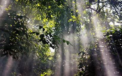 Rainforest Wallpapers Foggy Forest Sunbeam Fall Spring