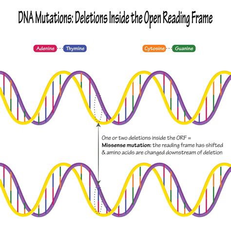 Dna Mutations Base Pair Deletions 7165639 Vector Art At Vecteezy