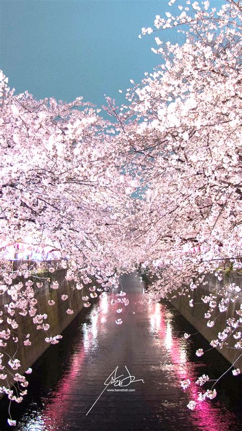 Japans Cherry Blossom Wallpapers Barrett Ishida Medium