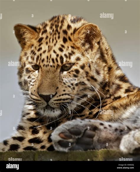 Amur Leopard Panther Pardus Orientalis Juvenile Stock Photo Alamy