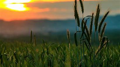Sunset Wheat Desktop