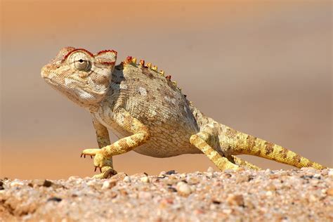 Namaqua chameleon - Namibia by Ingrid Bunse