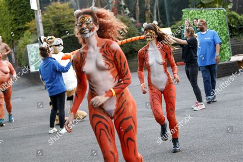 Naked Runners Take Part Streak Tigers Foto De Stock De Contenido