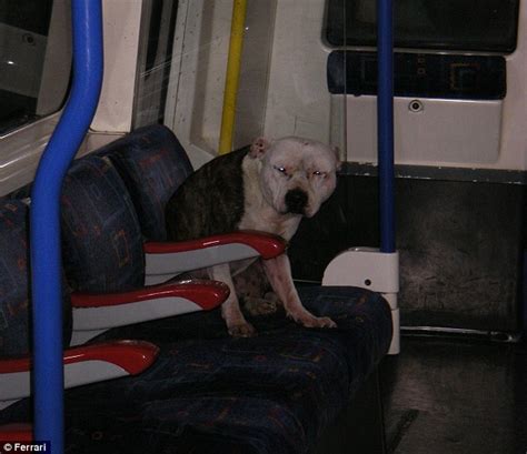 Commuter Cursed By Witch Transformed Into Dog Still Takes Train Into