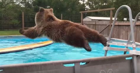 Playful Grizzly Bear Does Belly Flop Into Swimming Pool Before Flashing The Camera A Big Smile