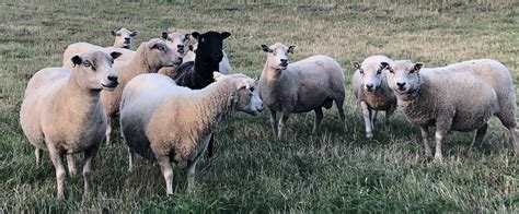 For Sale Ten Shetland Ewes Shetland Sheep Society