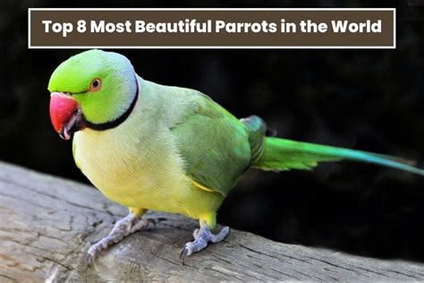 Top 8 Most Beautiful Parrots In The World The Boardr Am