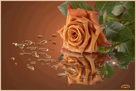 Bronze Rose With Reflection  Abyss