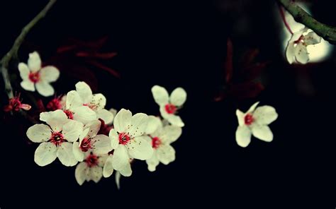 Flowers Nature Plants Photography Macro Branch Cherry Blossom
