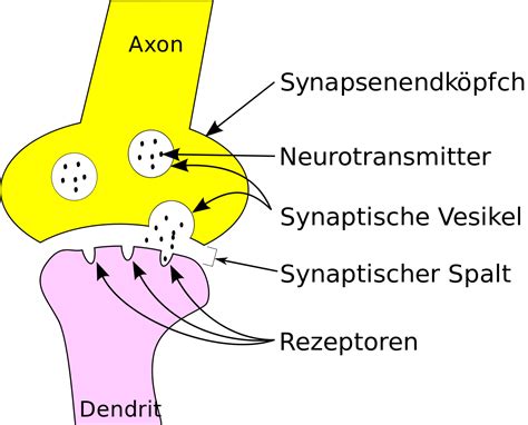 Klein ist sie, kann sich ohne probleme teilen und ist daher relativ leicht ersetzbar. Telodendron - Wikipedia