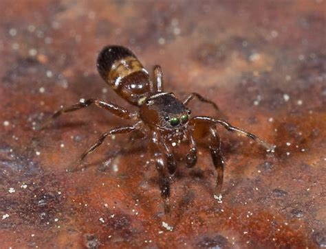 Ant Mimic Jumping Spider Myrmarachne Formicaria Synageles