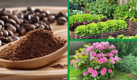 List Of House Plants That Like Coffee Grounds