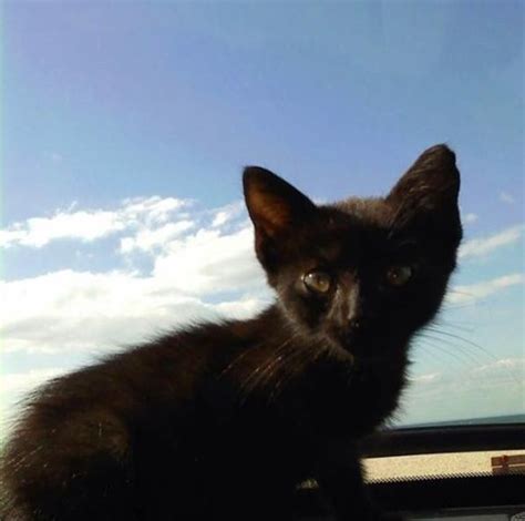 As you work your way around, take mental note of any issues you notice. A Woman Battling Depression Rescued A Stray Kitten. Years ...