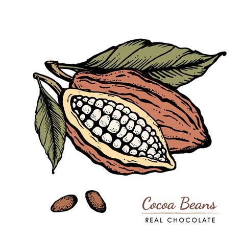 Cocoa Beans Vintage Hand Drawn Retro Sketch Illustration Chocolate