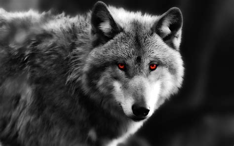 Wolf Close Up Rote Augen Raubtier 1920x1200 Hd Hintergrundbilder Hd