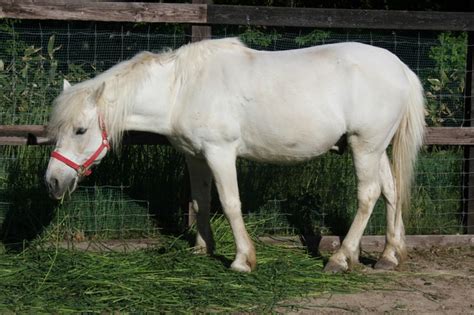 type  horses japanese native pony minnano jouba