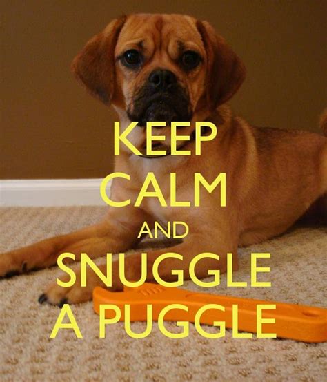 Keep Calm And Snuggle A Puggle Puggle Puggle Dogs Puggle Puppies