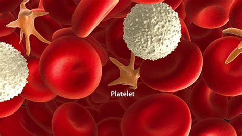 Main Causes Of Low Platelet Count Entirely Health