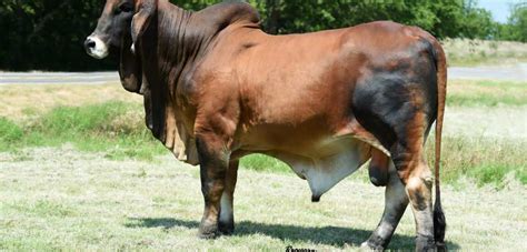 Elite grey brahman bulls in central queensland, australia. Brahman Cattle for Sale - Catalog Available - Press Release