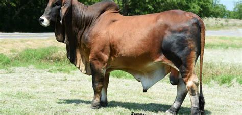 The brahman is the first cattle breed to have been developed in the united states, and is now part of beef production of south africa. Brahman Cattle for Sale - Catalog Available - Press Release