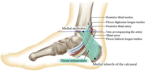Tarsal Tunnel An Easy Way To Remember Its Contents Medizzy