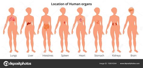 In women, various reproductive organs located in the pelvis may lead to lower right back pain. 9 human body organ systems realistic educative anatomy ...